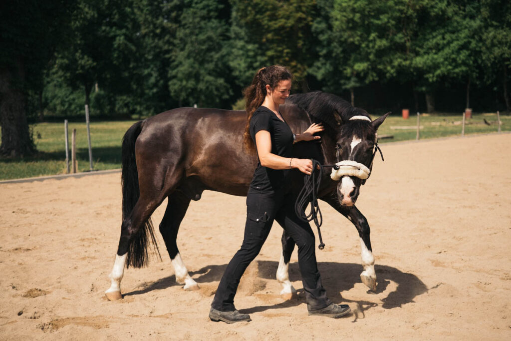 Horse Tensegrity Basis Seminar Reitanlage Gut Mischenried