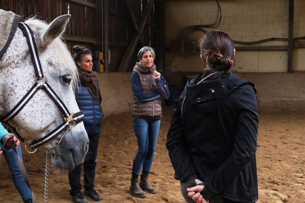 Tensegrales Pferdetraining nach Horse Tensegrity Seminar Basis 1